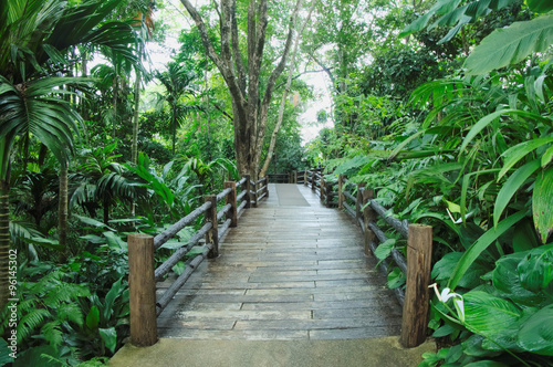 Boardwalk in the tropical rain forest, Doi tung, Chiang rai, Thailand