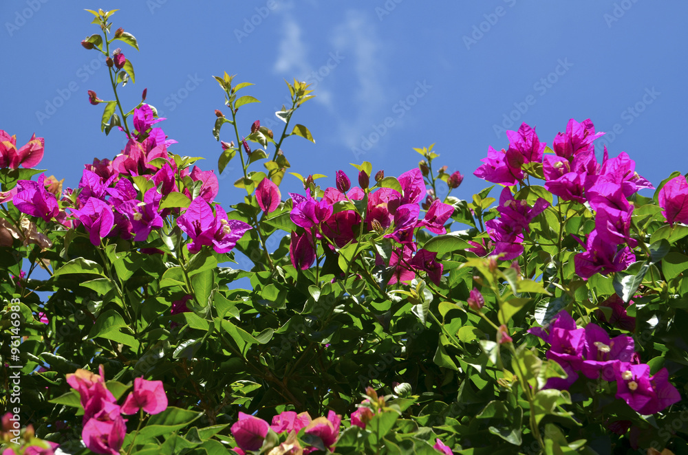 Bougainvillea flowers against blue sky in Tenerife,Canary Islands. Bougainvillea flowers against blue sky in Tenerife,Canary Islands.