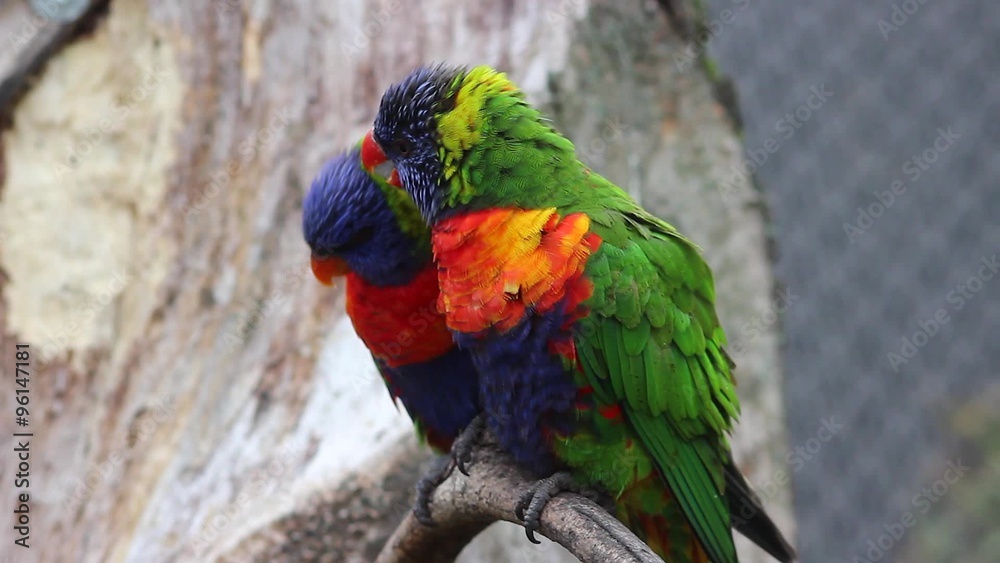 Couple of Rainbow Lorikeet Parrot on Branch Couple of Rainbow Lorikeet Parrot on Branch