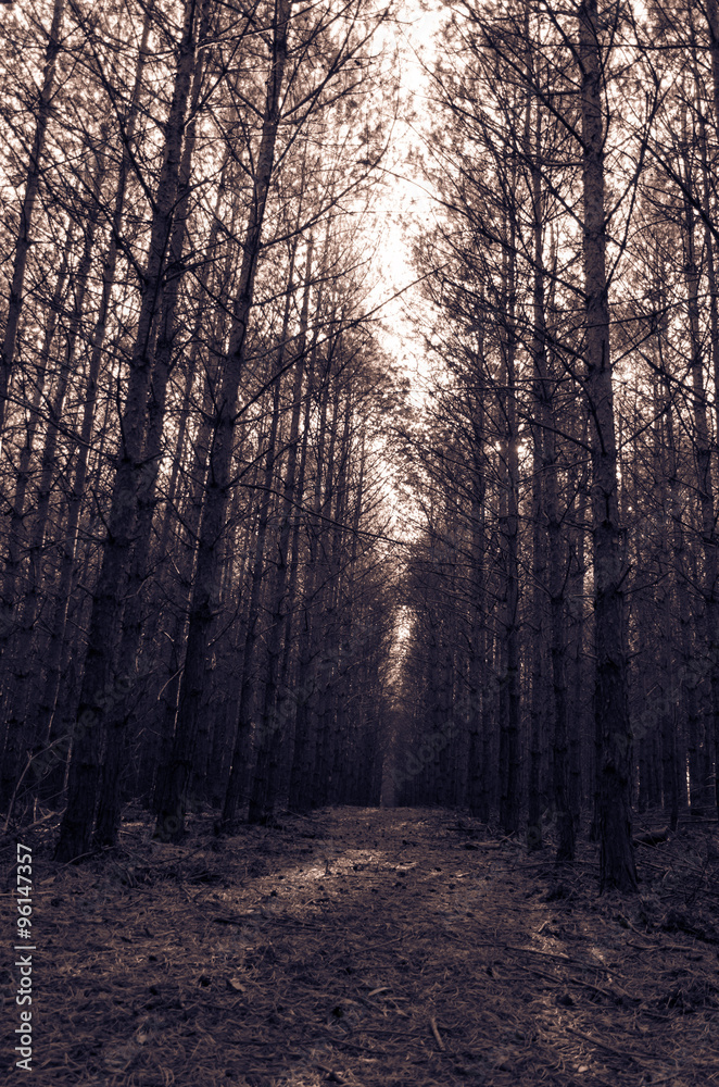 Fototapeta premium ścieżka w lesie