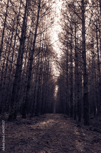 path in forrest