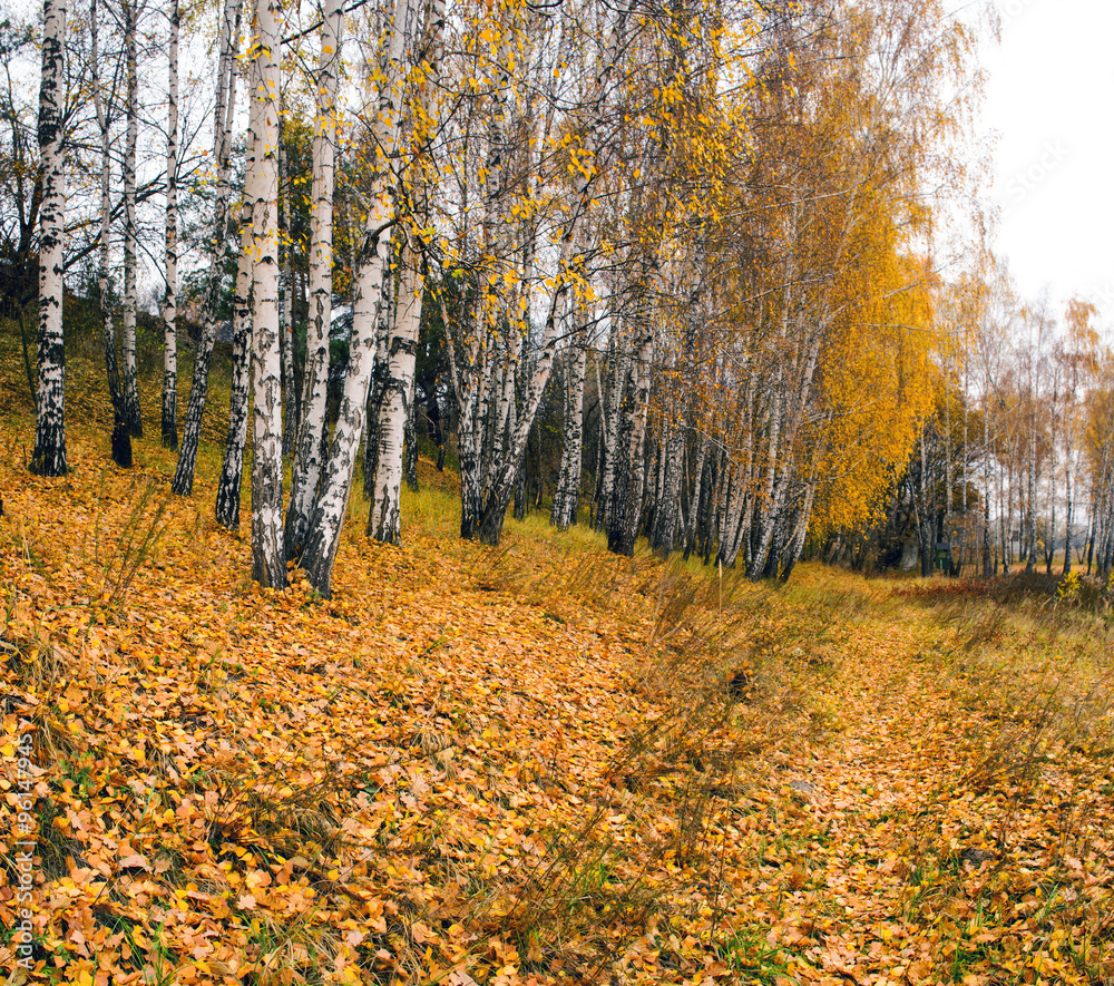 Fototapeta premium Collection of Beautiful Colorful Autumn Leaves / green, yellow,
