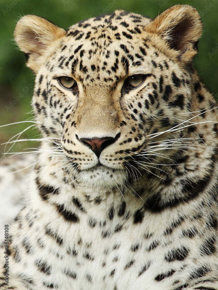 Naklejka premium leopard