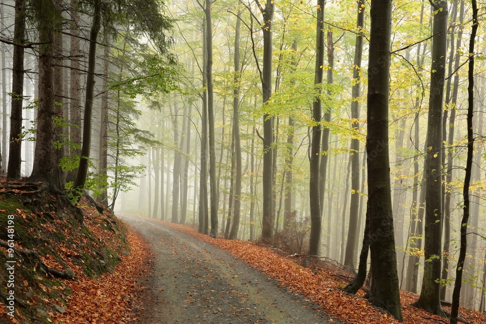 Fototapeta premium Forest path in foggy autumn weather