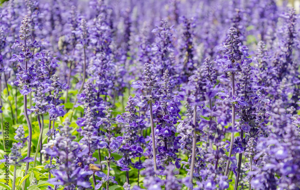 Naklejka premium Purple lavender flowers