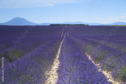 Expansive lavender field in Provence, South France