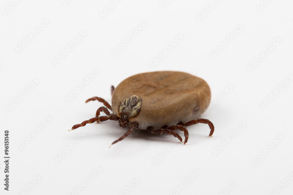 Zecke, Holzbock, Ixodida