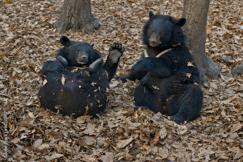 Bear   whitechest , Himalayan  bear