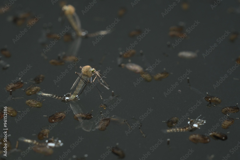 Common house mosquito (Culex pipiens)
Common house mosquito (Culex pipiens)
