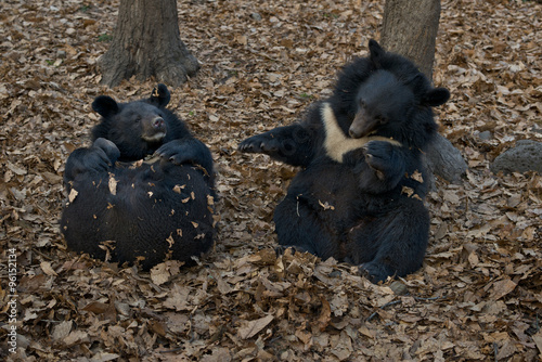 Bear   whitechest , Himalayan  bear