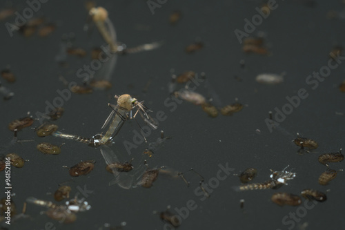 Common house mosquito  Culex pipiens   