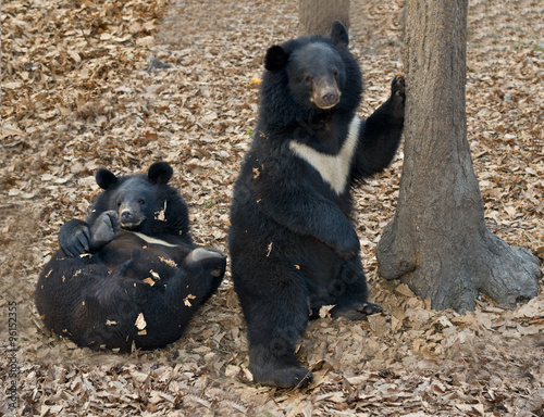 Bear   whitechest , Himalayan  bear photo