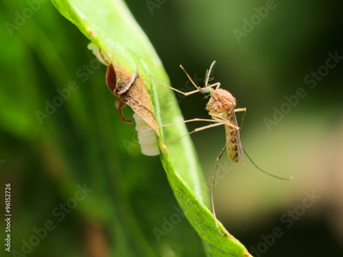 Common house mosquito (Culex pipiens)

