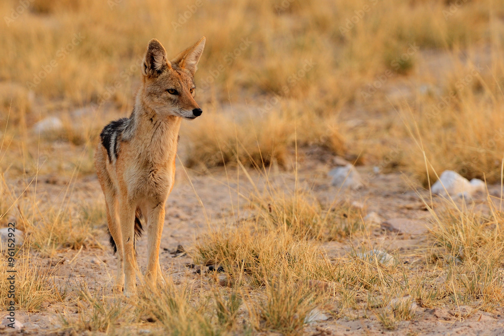 Obraz premium Black-backed jackal standing