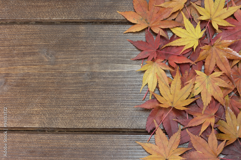 Fototapeta premium Colorful maple leaves