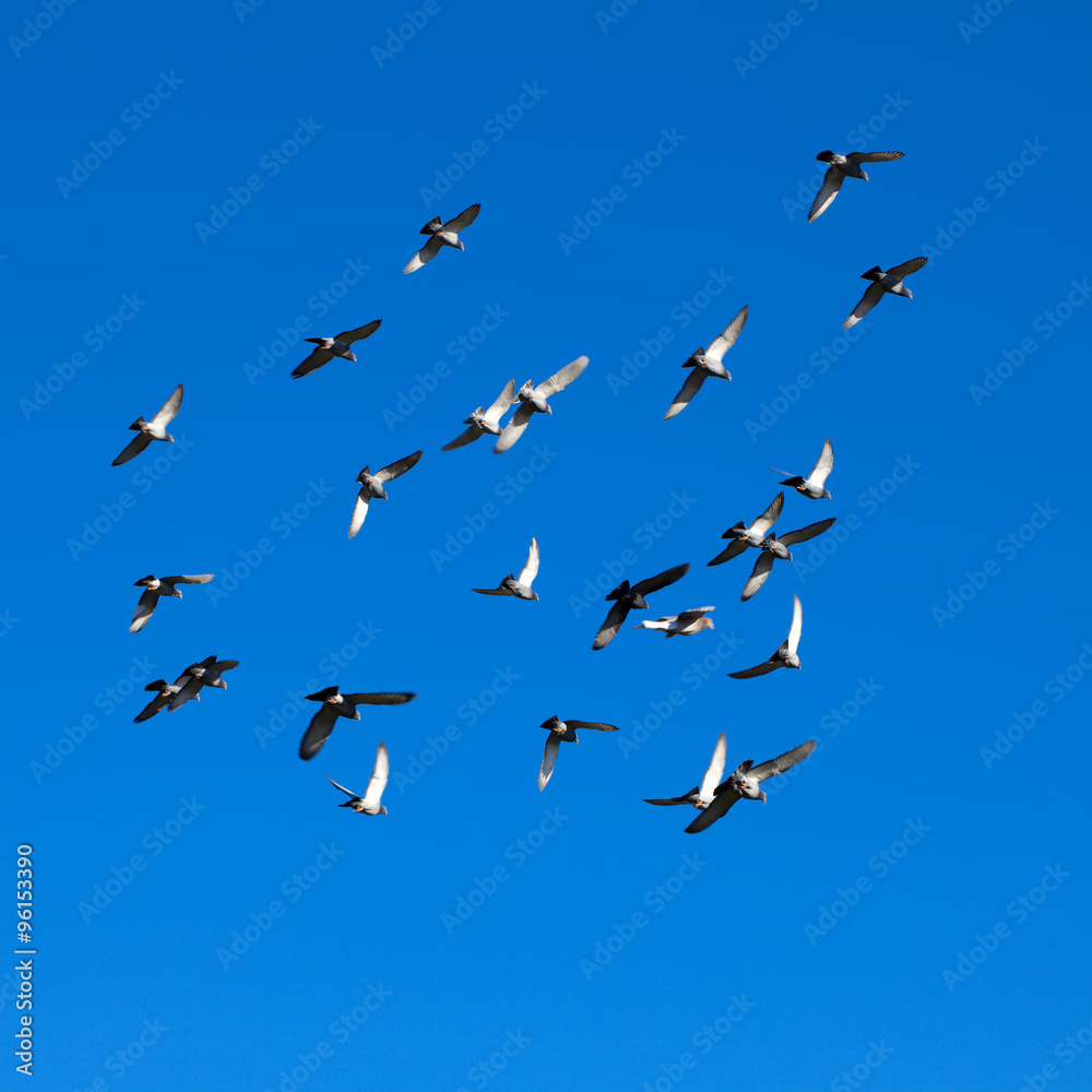 Tamed pigeons flying free in the vivid blue, clear skies