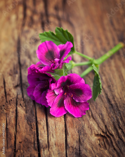 Passionate pink geranium on a vintage wood background