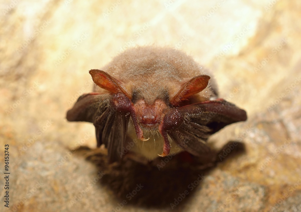 Lesser mouse-eared bat (Myotis blythii)