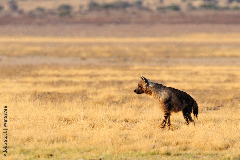 Brown hyaena walking across the plain