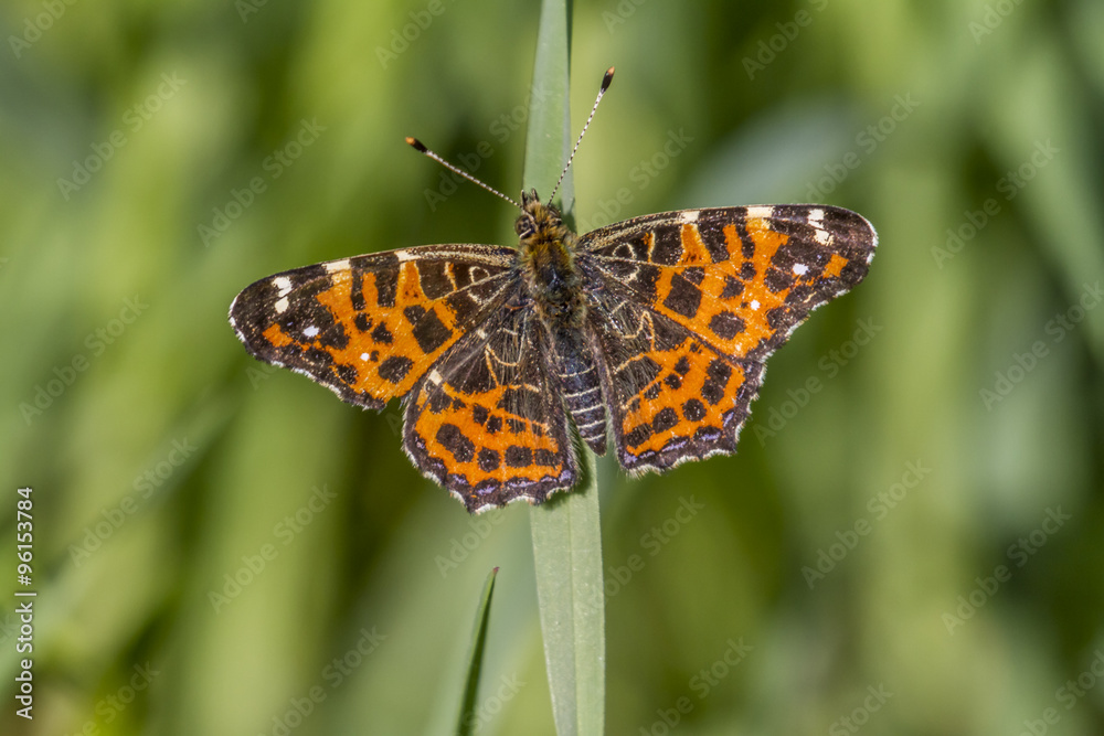 Landkärtchen (Araschnia levana)