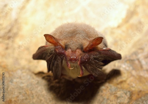 Lesser mouse-eared bat  Myotis blythii 