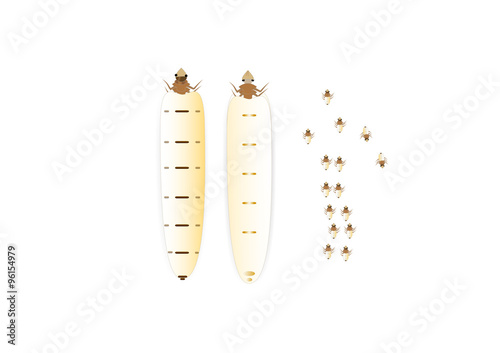 termite queen and termites isolated
