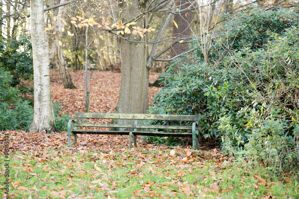 Naklejka premium Forest bench