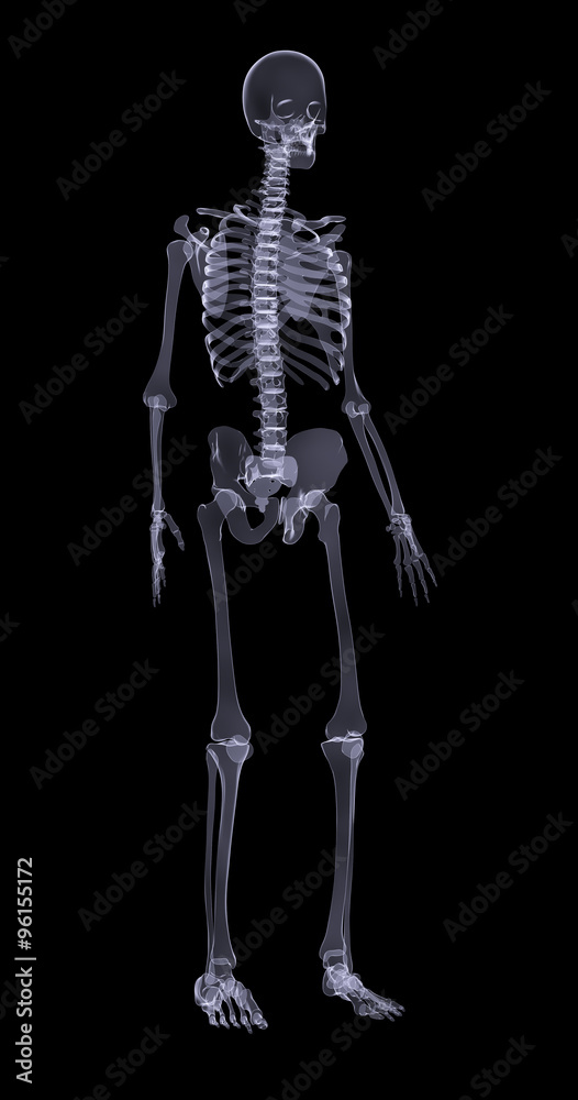 Human skeleton on black, side view