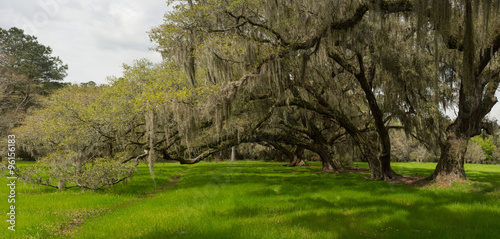 charleston oaks