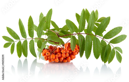 Fotografie Orange ash-berry with leaves isolated on white background