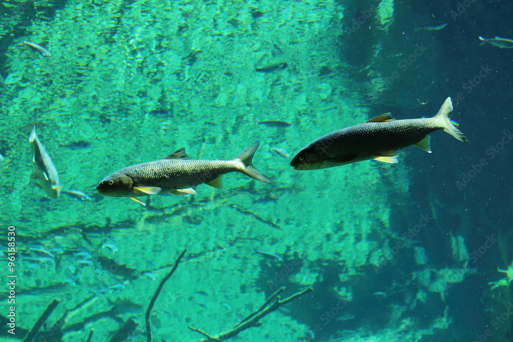 Fish in big natural aquarium in Alpine Zoo (Alpenzoo) in Innsbruck, Austria. (common minnow, ray-finned fish, european chub, vimba bream, common bleak, common rudd, common roach) Fish in big natural aquarium in Alpine Zoo (Alpenzoo) in Innsbruck, Austria. (common minnow, ray-finned fish, european chub, vimba bream, common bleak, common rudd, common roach)
