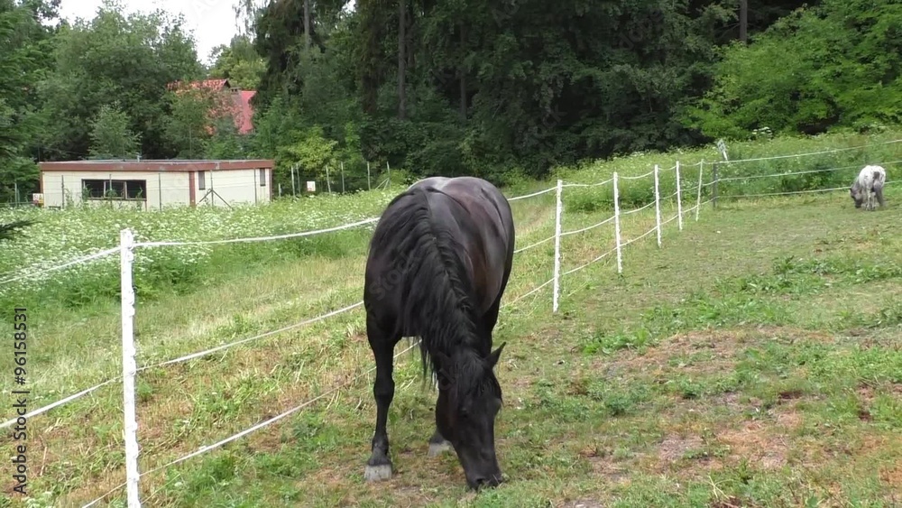 Lonely horse grazing in a meadow
Lonely horse grazing in a meadow