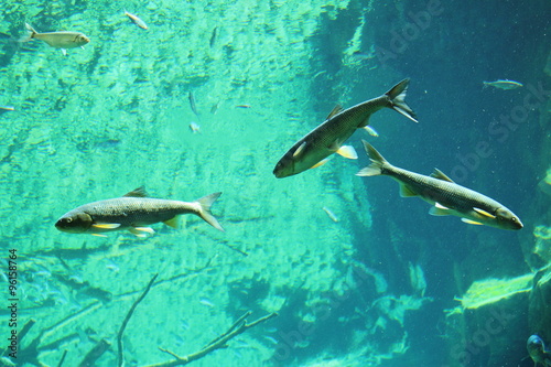 Fish in big natural aquarium in Alpine Zoo (Alpenzoo) in Innsbruck, Austria. (common minnow, ray-finned fish, european chub, vimba bream, common bleak, common rudd, common roach)