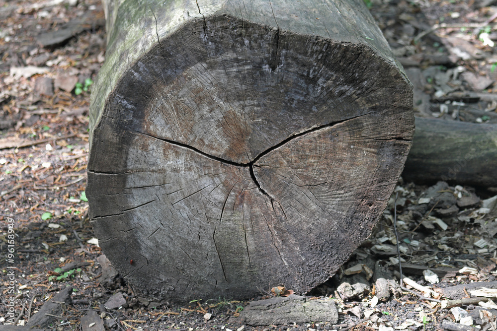 Fototapeta premium Jahresringe vom Baum