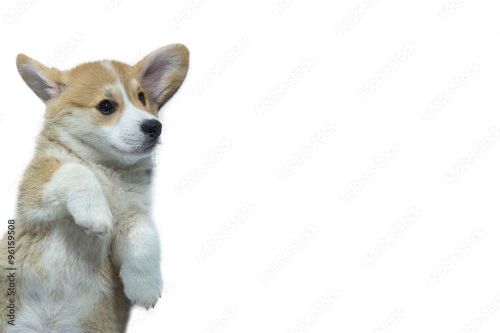 coucou ! coucou !