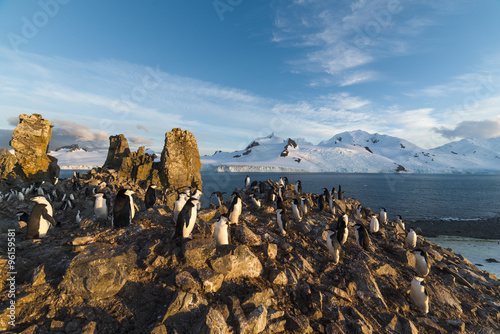 Manchot à jugulaire, Pygoscelis antarcticus, Base Camara, Ile Half Moon,  détroit McFarlane, Iles Shetland du Sud, Argentine, Antarctique photo