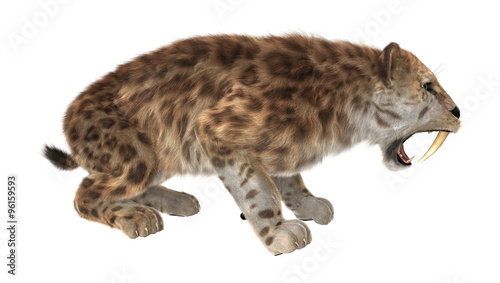 Photos Big Cat Sabertooth Roaring