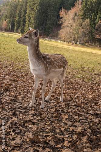 Fototapeta Naklejka Na Ścianę i Meble -  Rotwild