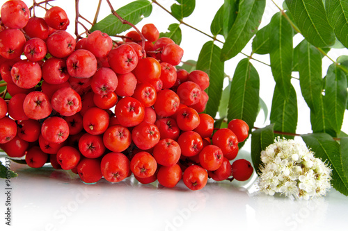 Tableau sur toile Cropped studio shot of red ash-berry on white