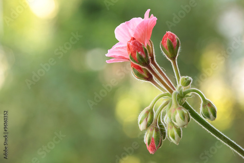 Bocciolo di geranio rosa appena sbocciato photo