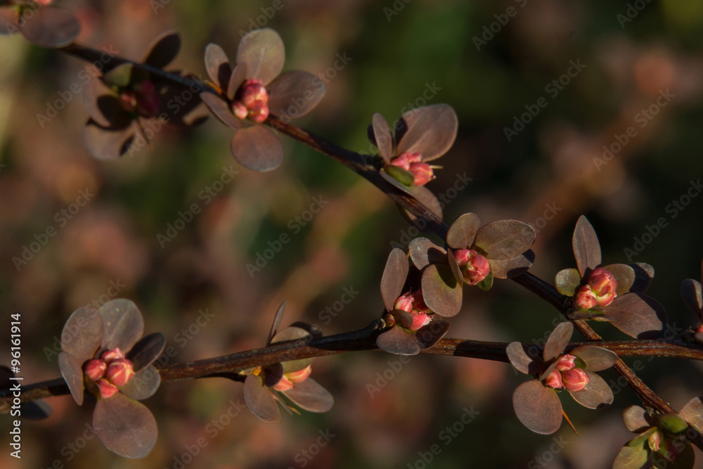 barberry barberry