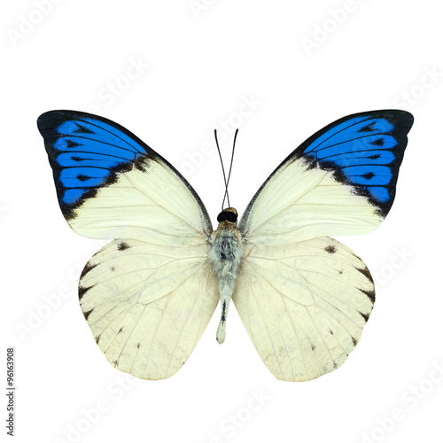 Great blue Tip butterfly isolated on white © pkproject