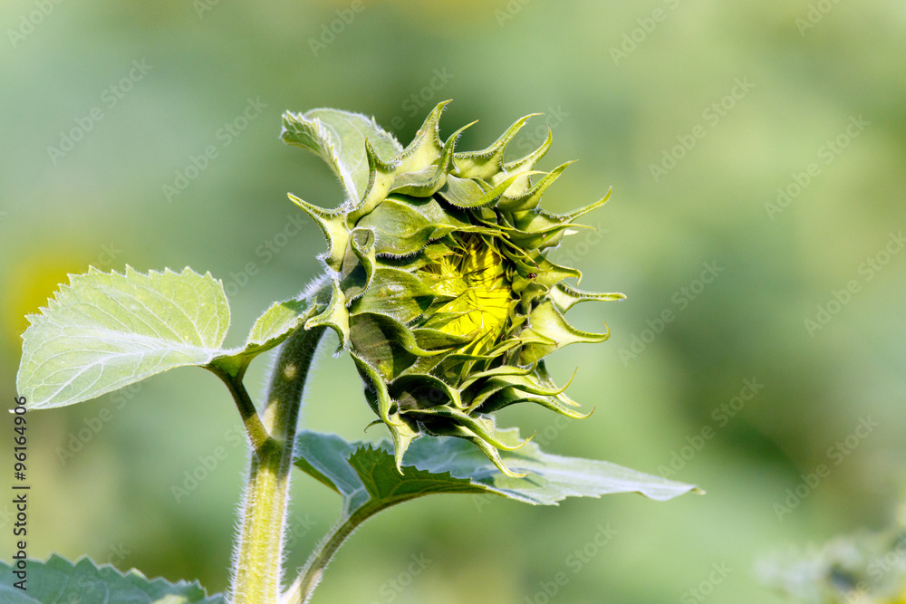 Color DSLR image of single sunflower bloom with a narrow depth of field
Color DSLR image of single sunflower bloom with a narrow depth of field