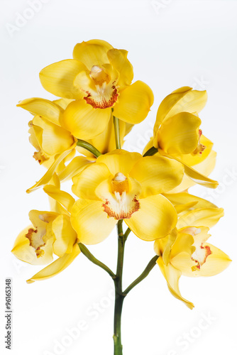 Fototapeta Naklejka Na Ścianę i Meble -  yellow сymbidium orchid close-up, isolated on white