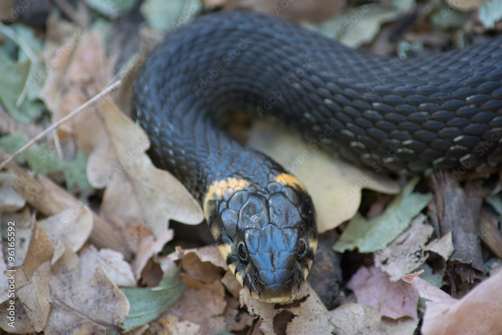 Obraz premium Змея