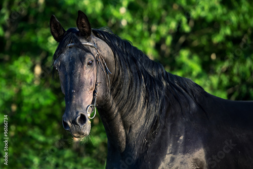 portrait of breed black stallion #96166734