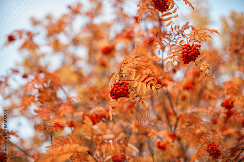 rowan-tree with rowanberry