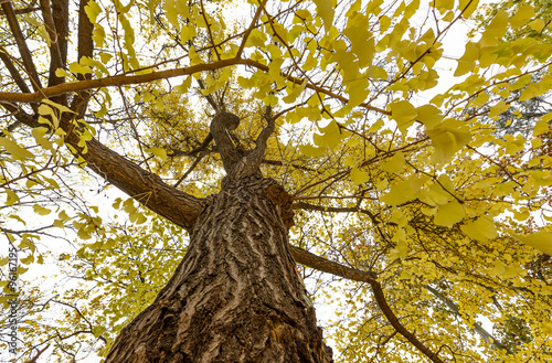 Photography Vienna Stadpark yellow tree in November, Austria