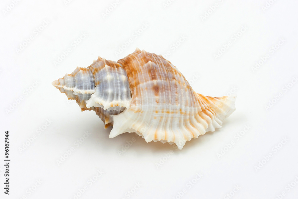 sea shell  on white background