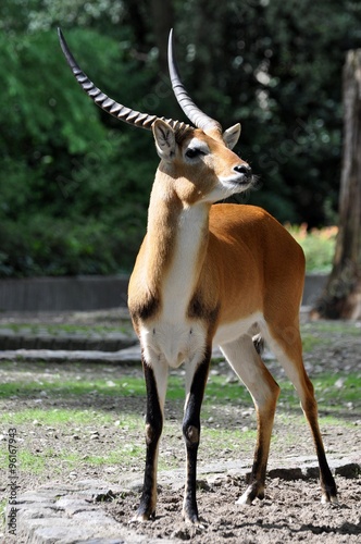 Moorantlope